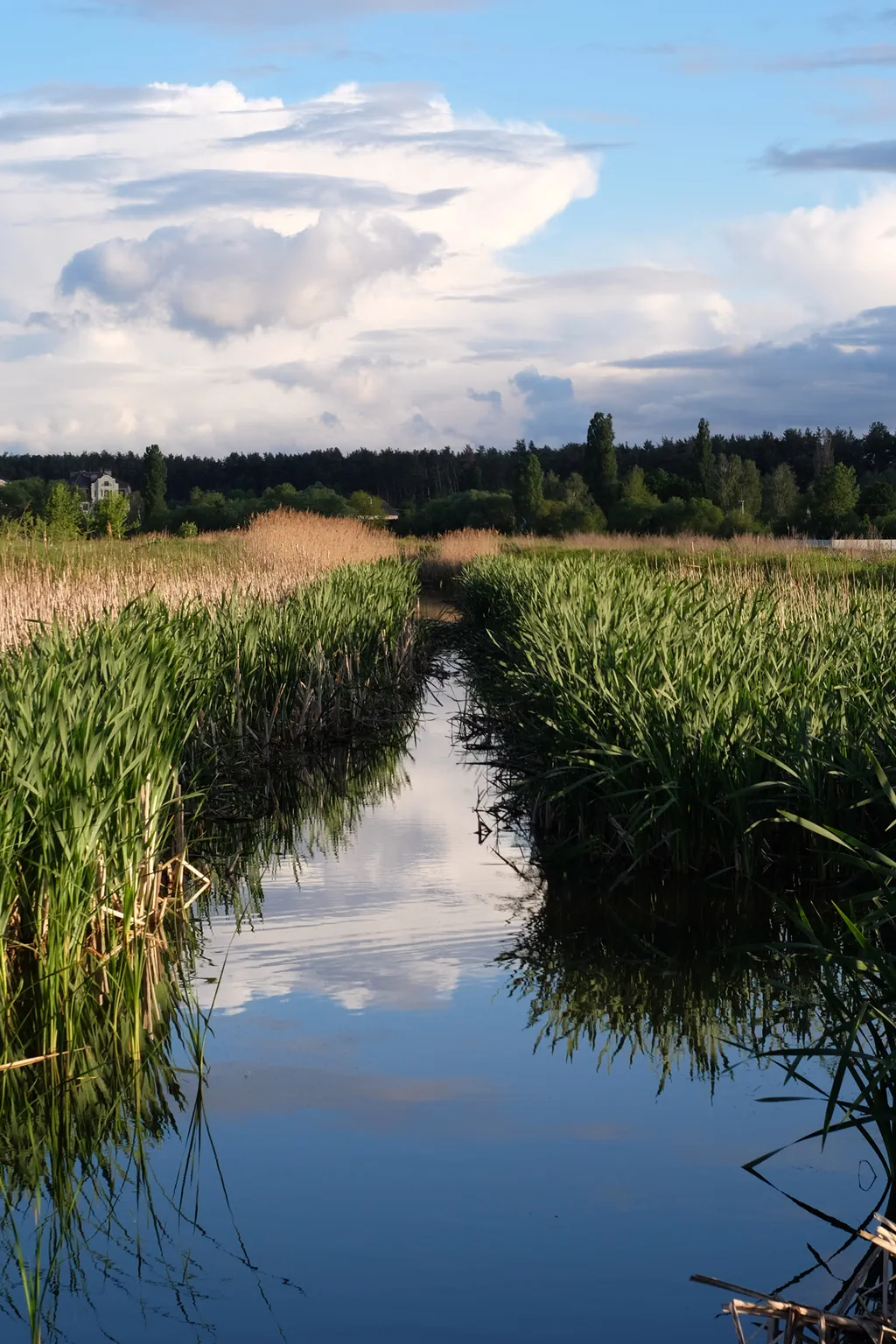 Narrow irrigation canal with tall green reeds reflecting a cloudy blue sky